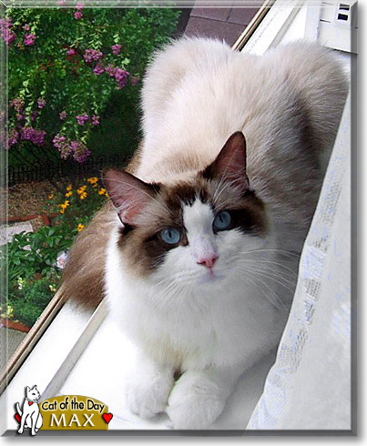 Max, the Cat of the Day