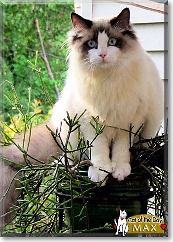 Max, the Cat of the Day