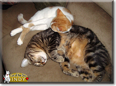 Indy, the Cat of the Day Indy, the Cat of the Day