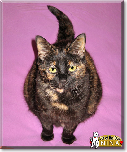 Nina, the Cat of the Day