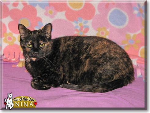 Nina, the Cat of the Day