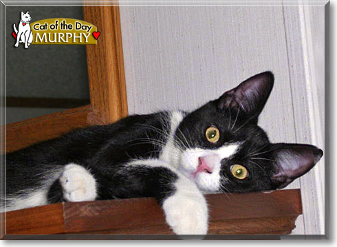 Murphy, the Cat of the Day Murphy, the Cat of the Day