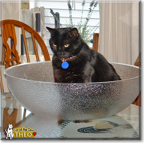 Theo, the Cat of the Day