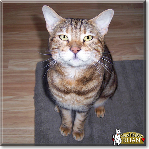 Khan, the Cat of the Day Khan, the Cat of the Day