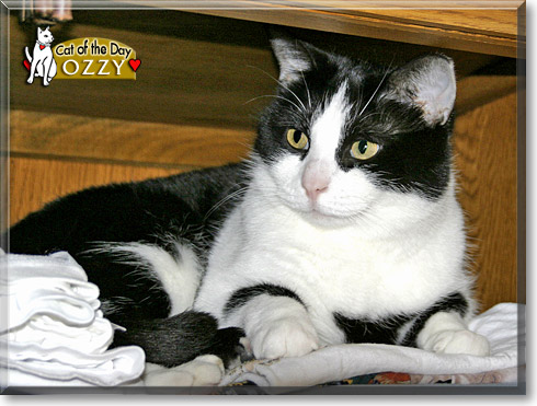 Ozzy, the Cat of the Day
