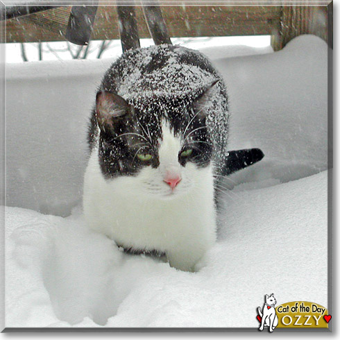 Ozzy, the Cat of the Day
