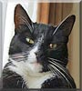 Sox
