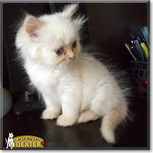 Dexter, the Cat of the Day