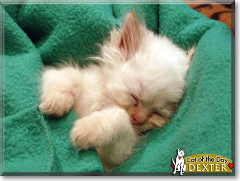 Dexter, the Cat of the Day