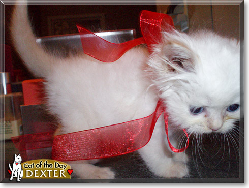 Dexter, the Cat of the Day