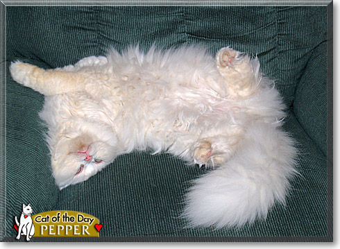 Pepper, the Cat of the Day