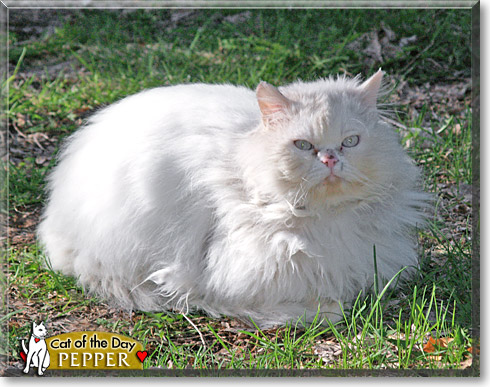 Pepper, the Cat of the Day