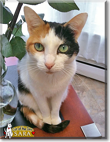 Sara, the Cat of the Day