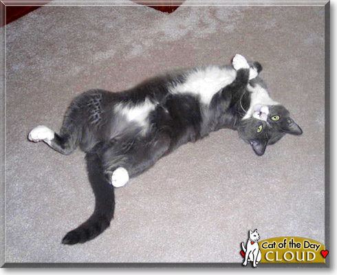Cloud, the Cat of the Day