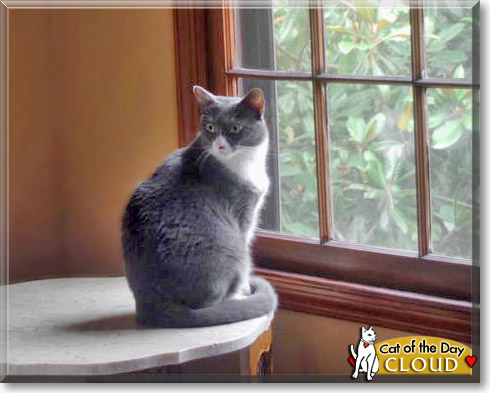 Cloud, the Cat of the Day
