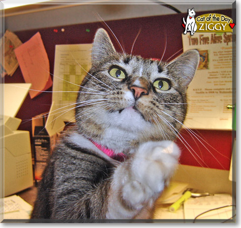 Ziggy, the Cat of the Day