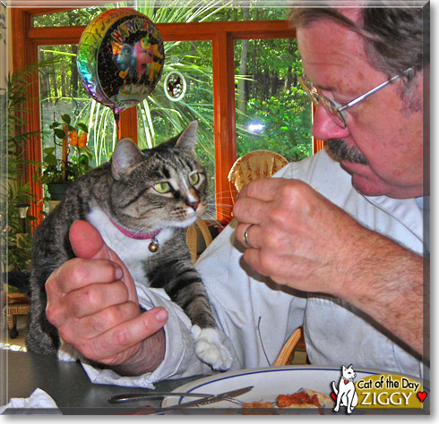 Ziggy, the Cat of the Day Ziggy, the Cat of the Day