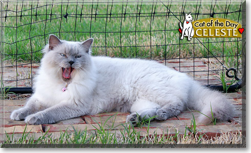 Celeste, the Cat of the Day