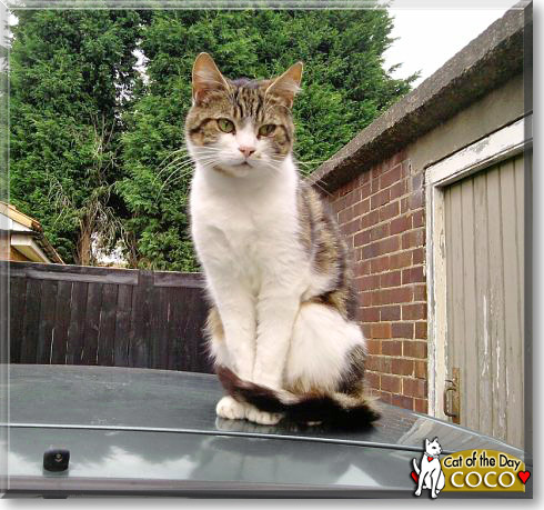 Coco, the Cat of the Day