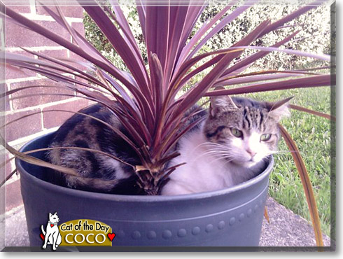Coco, the Cat of the Day