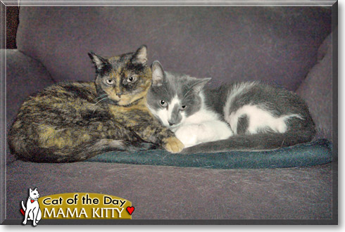 Mama Kitty, the Cat of the Day