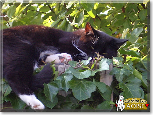 Aoise, the Cat of the Day Aoise, the Cat of the Day