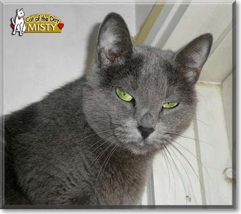 Misty, the Cat of the Day