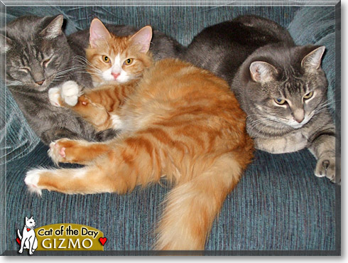 Gizmo, the Cat of the Day