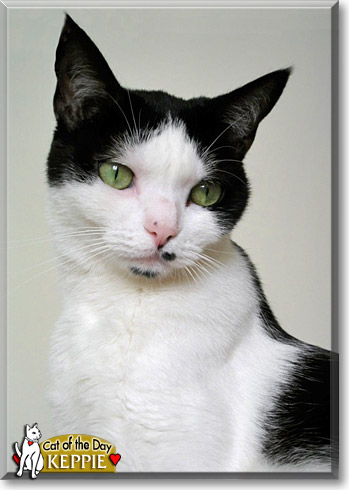 Keppie, the Cat of the Day