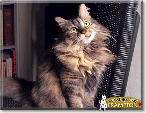 Frampton, the Cat of the Day