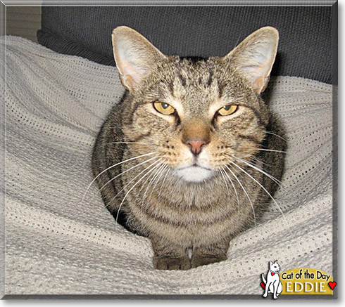 Eddie, the Cat of the Day