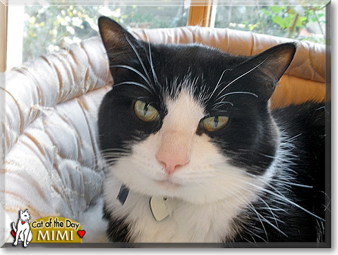 Mimi, the Cat of the Day