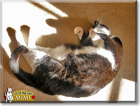 Mimi, the Cat of the Day