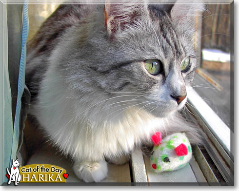 Harika, the Cat of the Day