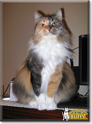 Buffy, the Cat of the Day