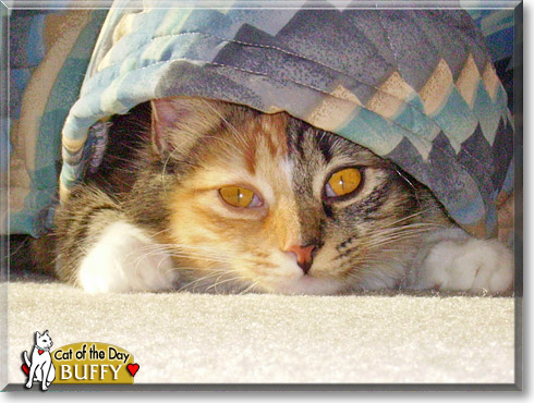 Buffy, the Cat of the Day Buffy, the Cat of the Day