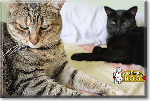 Boo, the Cat of the Day Boo, the Cat of the Day