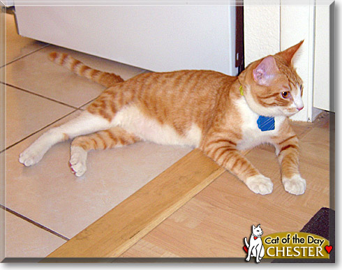 Chester, the Cat of the Day