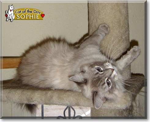 Sophie, the Cat of the Day