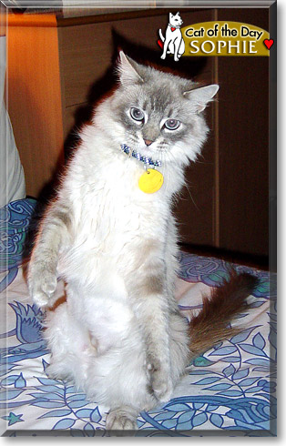 Sophie, the Cat of the Day Sophie, the Cat of the Day