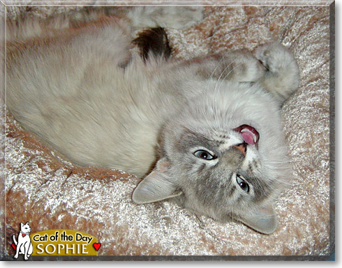 Sophie, the Cat of the Day Sophie, the Cat of the Day
