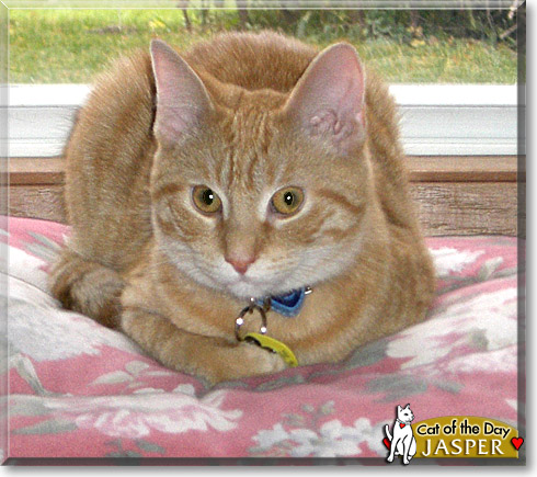 Jasper, the Cat of the Day