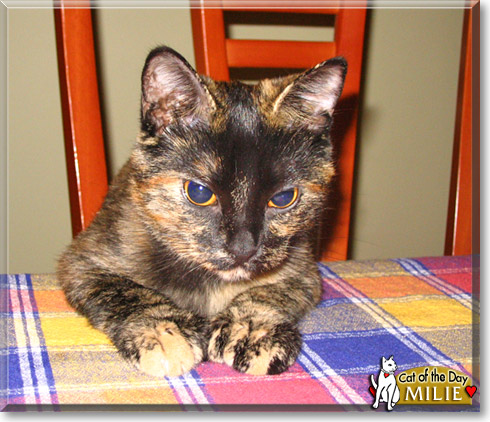 Milie, the Cat of the Day