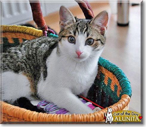 Alunita, the Cat of the Day