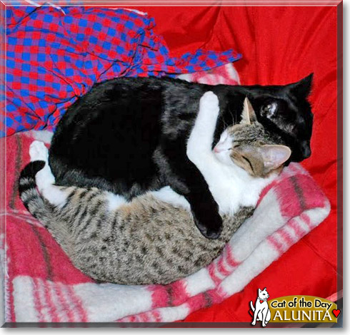 Alunita, the Cat of the Day