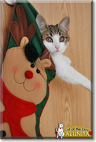 Alunita, the Cat of the Day