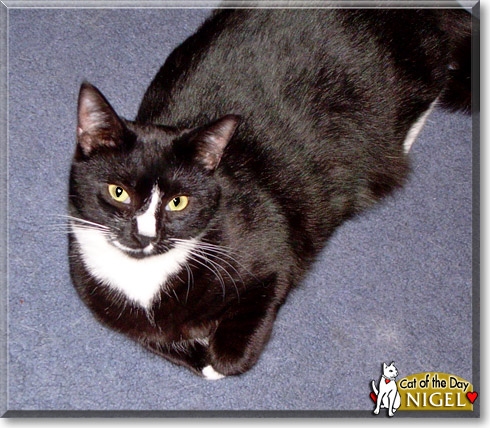 Nigel, the Cat of the Day