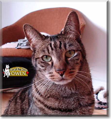 Owen, the Cat of the Day