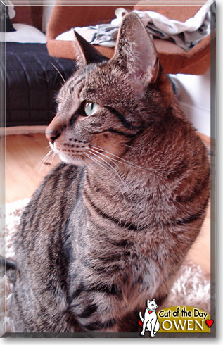 Owen, the Cat of the Day