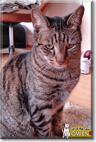 Owen, the Cat of the Day